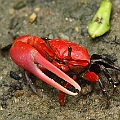 Thick-legged Fiddler Crab (Paraleptuca crassipes) in Cairns<br />Canon 7D + EF70-200 F4L + EF1.4xII
